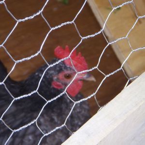 Meet your Posher, Shane